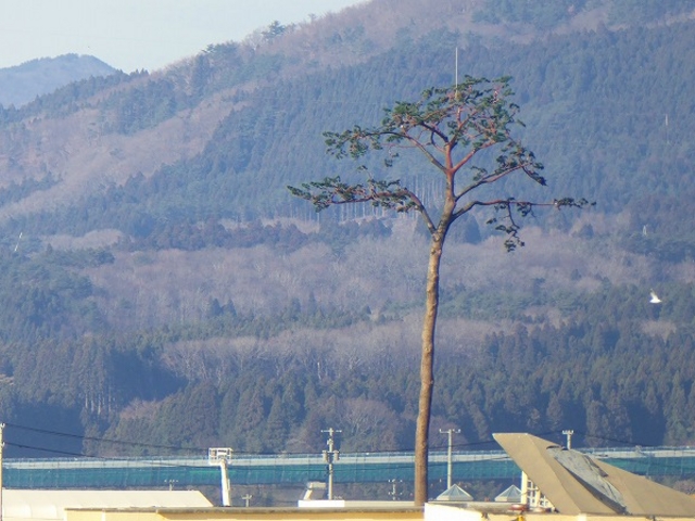 ��茧�E���O���c ���̉w�E���c�����t�߂��猩�����Ղ̈�{��_���̉w���c����