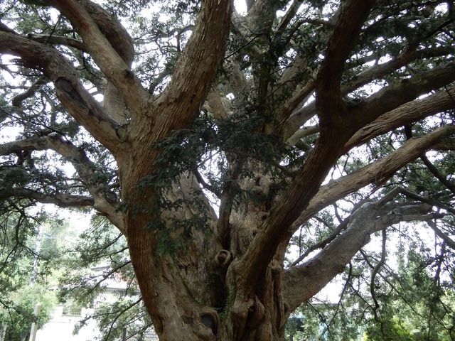 �V����񂳂�̖������̑�J���̓��e�ʐ^1