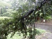 �V����񂳂�̖������̑�J���̓��e�ʐ^2