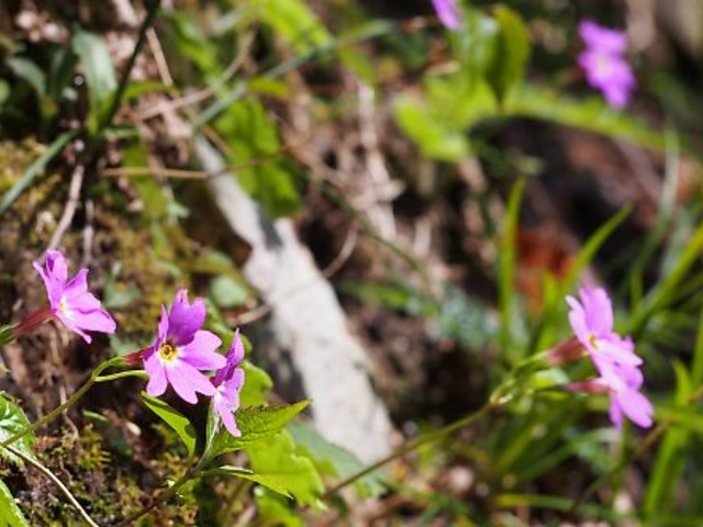 ���ΒJ�ɍ炭�C���U�N��_���P�x