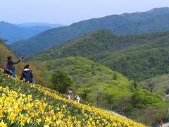 びわ湖バレイの水仙の口コミ一覧 じゃらんnet