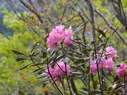 x̔ǎRñVNiQ̓eʐ^1