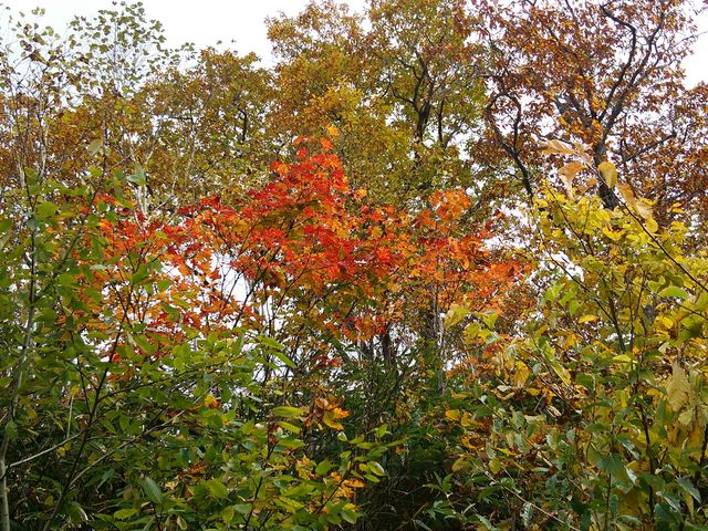 �g�t�̗l�q_�j�Z�R�ܐF����