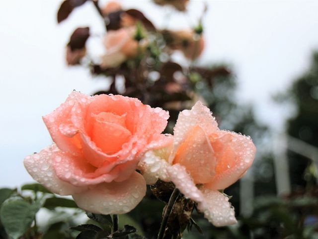 �J�̎����Y��ł���_���[�Y�K�[�f�������Ղׂ�