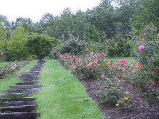 ���\�⓹�������ł�_���[�Y�K�[�f�������Ղׂ�