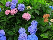 ���݂���̔��R�_�Ђ̓��e�ʐ^1