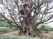 �g�V���[����̋��א�@�̃V�C�̓��e�ʐ^1