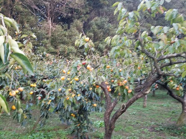 �����ł��B_���c�O���[���_��