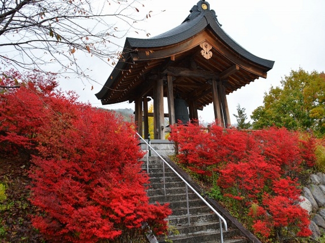 鐘楼の周りも真っ赤に紅葉で、いちばん赤くなってます_霊松寺