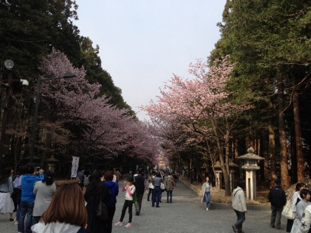 �T�N���̎Q��_�~�R����