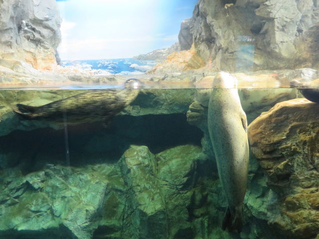 �A�U���V_���֎s�������̂��������فE�C����