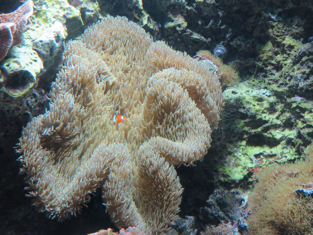 �C�\�M���`���N�ƃN�}�m�~_���֎s�������̂��������فE�C����