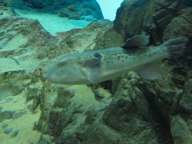 �ӂ�_���֎s�������̂��������فE�C����