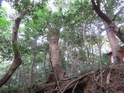 Ԃ񂳂̒卑̋{Zg_ЎБp̓eʐ^2