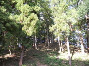 񂳂̎jՔіÕQ̓eʐ^2