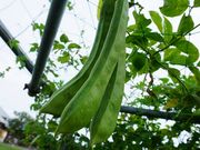 Kiki̐ΐl̐iBClj̓eʐ^1