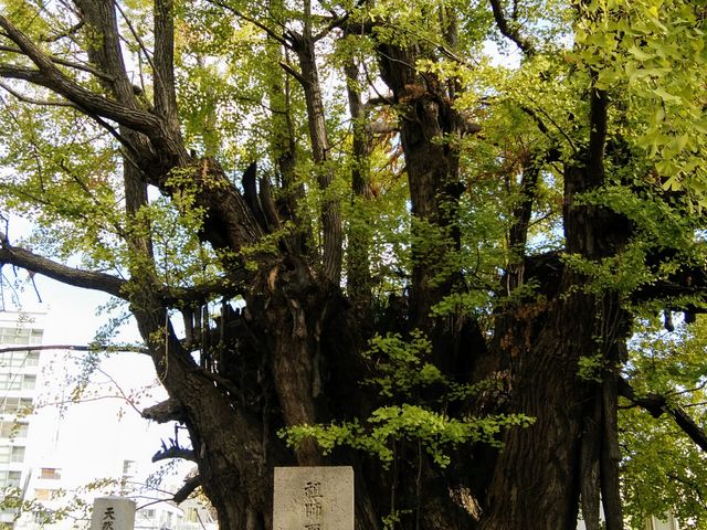 �����ւ񗧔h�ȃC�`���E�ł�_�P�����̃C�`���E