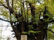 �͂��񂳂�̑P�����̃C�`���E�̓��e�ʐ^1