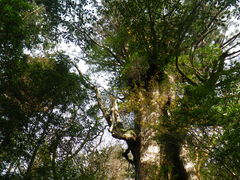 moemoẻvKChNuւ̓eʐ^1