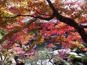 ڂ炳̕Sώ뉀̓eʐ^1