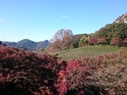 񂿂񂳂̌dF@gt܂̓eʐ^1