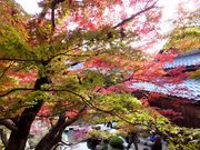 ڂ炳̕Sώ뉀̓eʐ^1