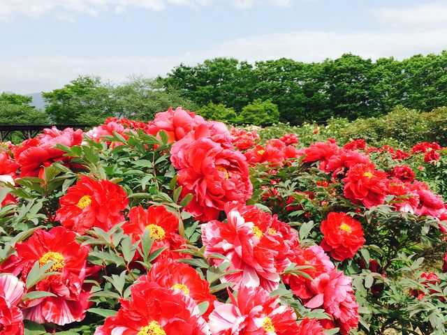 赤い牡丹_ぼたん百種展示園