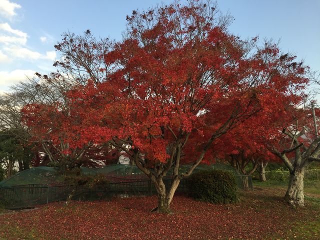 �g�t�I���ꂢ�ł����I_�싽���Y�Z���^�[