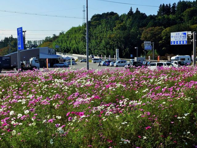 道の駅のコスモス003_道の駅 田切の里