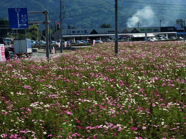 道の駅のコスモス006_道の駅 田切の里