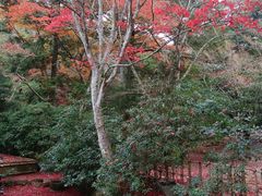 きょうさんの宮島の紅葉への投稿写真1