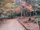 きょうさんの宮島の紅葉への投稿写真2