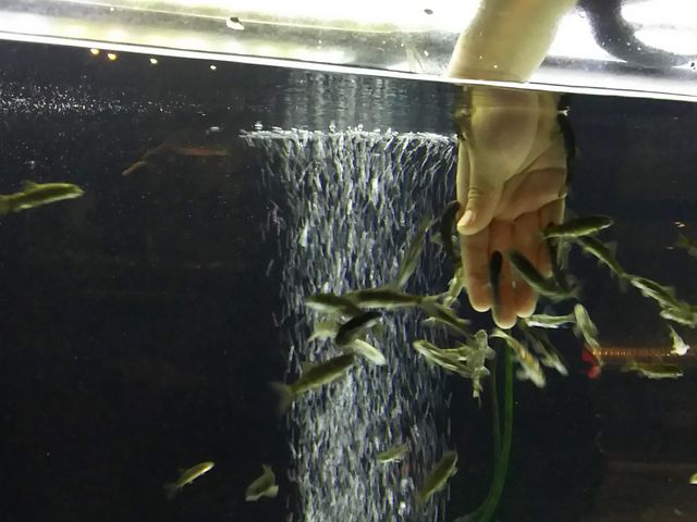 �h�N�^�[�t�B�b�V��_�T�P�̂ӂ邳�Ɛ�ΐ�����