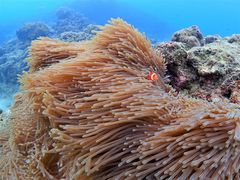 䂢ȂKofa@and PuPuւ̓eʐ^1