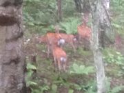 ���낳������ȉ��򋤓�����̓��e�ʐ^1