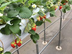 WX~̃x[YVbvւ̓eʐ^1