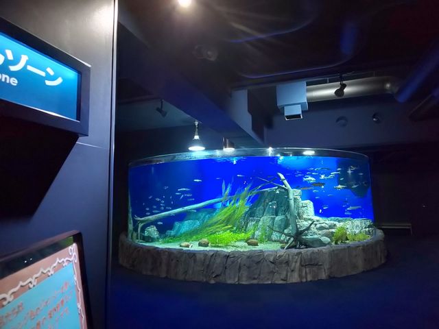 ����_�T�P�̂ӂ邳�Ɛ�ΐ�����