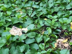 ҁ[̂̃RhCr[`ւ̓eʐ^1