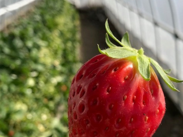 �T�N�U�_������̊Â��đ嗱�̂������I�I_�T�N�U�_��