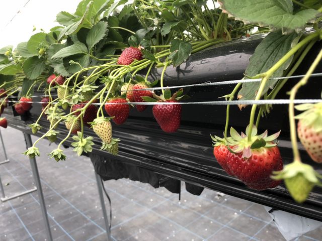 �T�C�g�Œ��ׂ܂����Ƃ���A���ꌧ�ɂ������̂Ł`�͂�΂�Ɠ����������ė��܂����I�喞���ł����B_������������