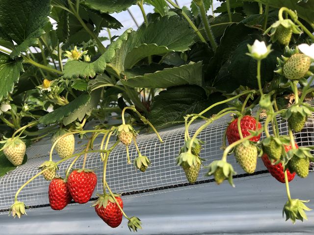 �Â��Ĕ��������C�`�S�����_�`�m�m