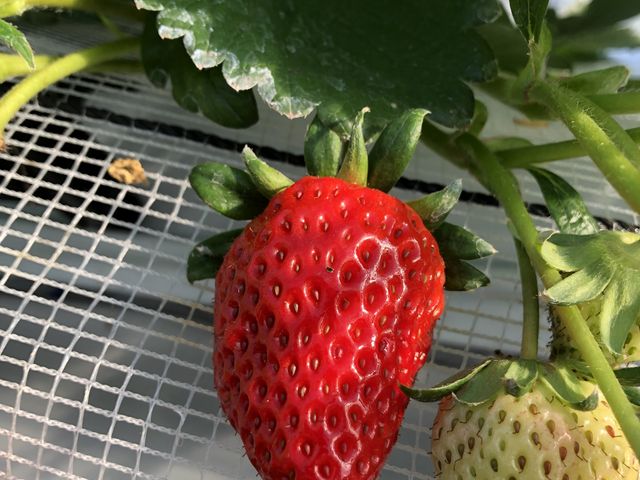 ��̕��T�C�Y�̑傫��_�`�m�m