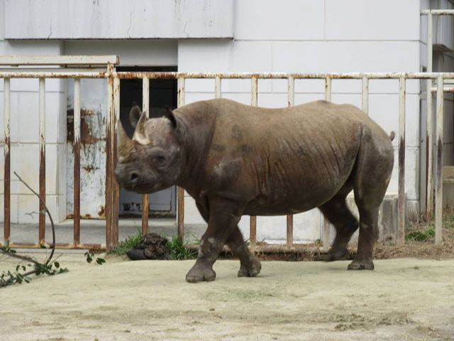 サイ_東山動植物園