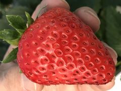 ݂䂳̃x[Yt@ւ̓eʐ^1