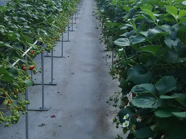 �n�E�X_���������̋��@���V�������_��