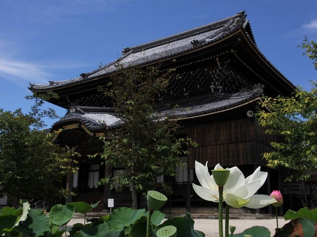 �@�̉Ԃ̌������Ɍ�����͔̂@�����ł��B_���c�{�R��C��