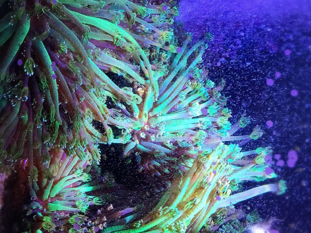 ���ꂪ�A���T���S�I_�Ȃ���������