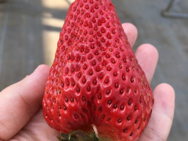 �������[��_�͖{�t�@�[����������