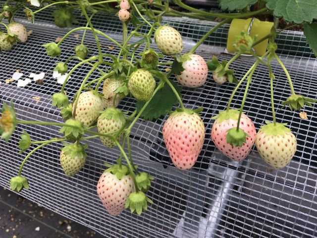 ߂ĐHׂĂтł
Ȃɔł_x[tHXg