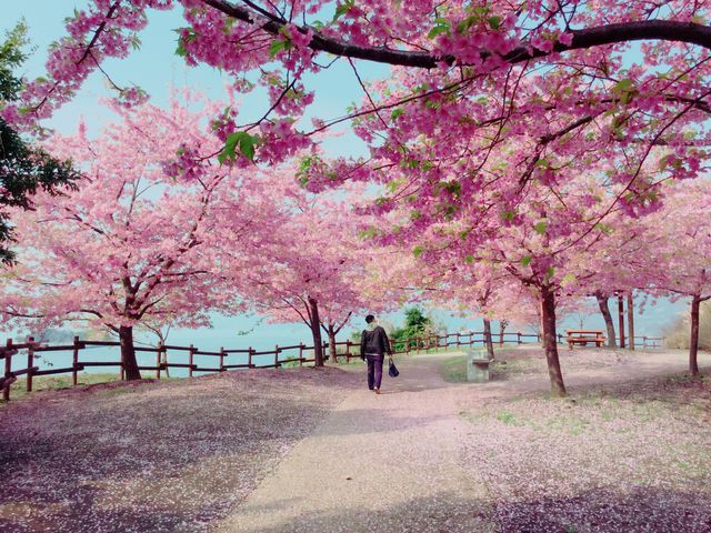 桜の花道_城山歴史公園/河津桜